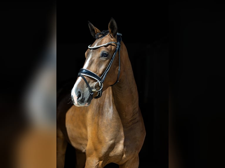 Deutsches Sportpferd Wallach 4 Jahre 167 cm Brauner in Rosenheim