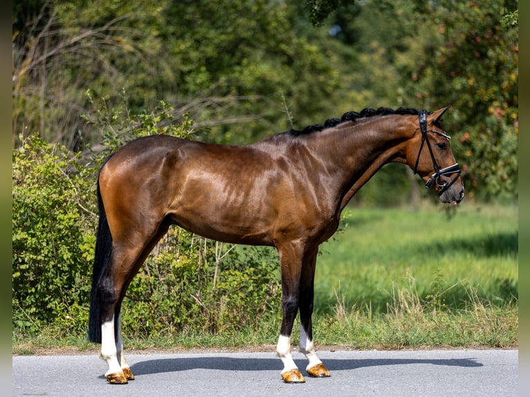 Deutsches Sportpferd Wallach 4 Jahre 167 cm Brauner in Rosenheim