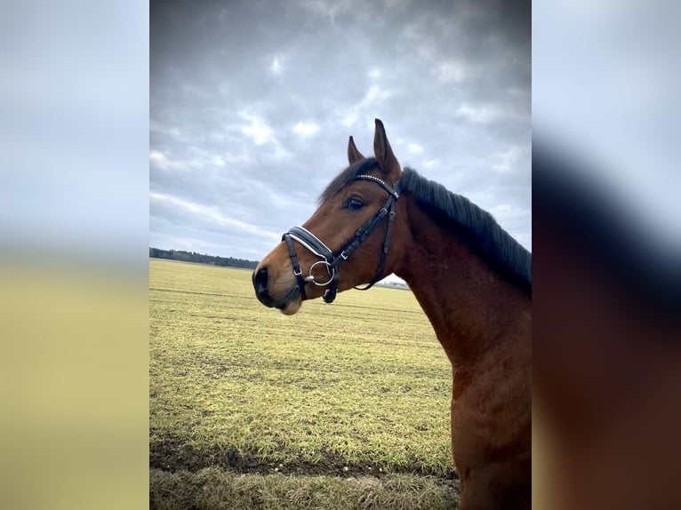 Deutsches Sportpferd Wallach 4 Jahre 167 cm Brauner in Hurlach