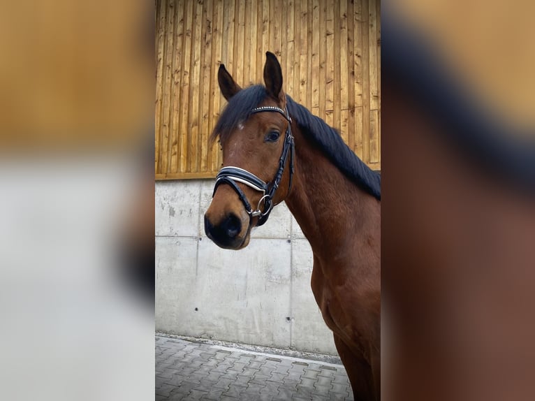 Deutsches Sportpferd Wallach 4 Jahre 167 cm Brauner in Hurlach