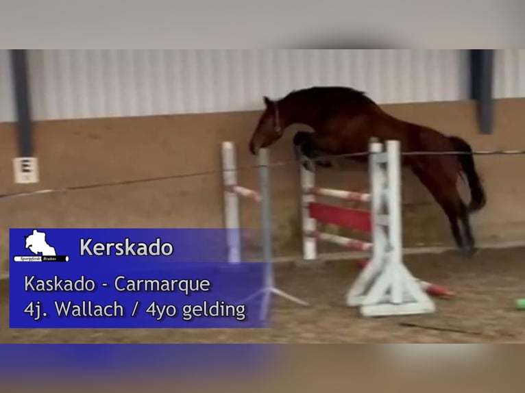 Deutsches Sportpferd Wallach 4 Jahre 167 cm Brauner in Gadow