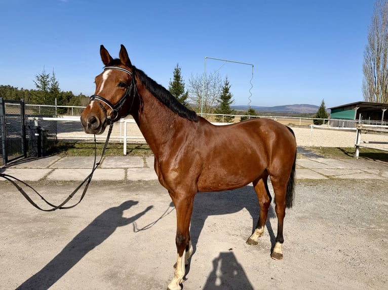Deutsches Sportpferd Wallach 4 Jahre 167 cm Brauner in Meiningen