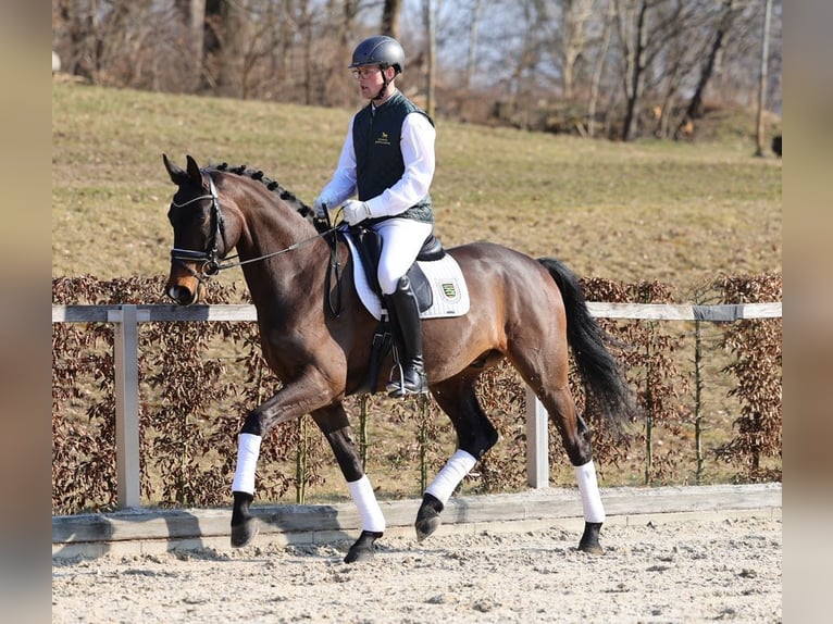 Deutsches Sportpferd Wallach 4 Jahre 167 cm Dunkelbrauner in Moritzburg