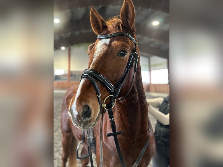 Deutsches Sportpferd Wallach 4 Jahre 167 cm Dunkelfuchs in Salzburg