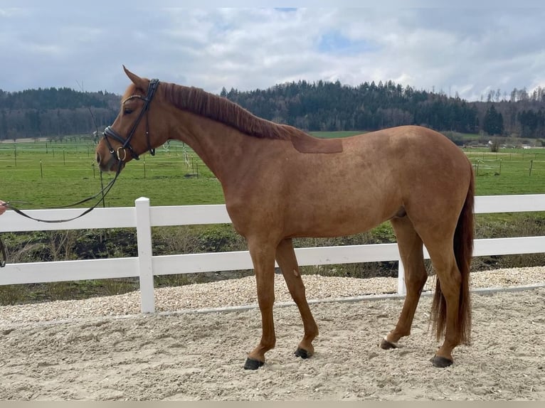 Deutsches Sportpferd Wallach 4 Jahre 167 cm Dunkelfuchs in Ebenweiler
