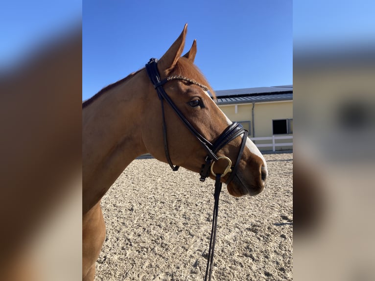 Deutsches Sportpferd Wallach 4 Jahre 167 cm Dunkelfuchs in Ebenweiler