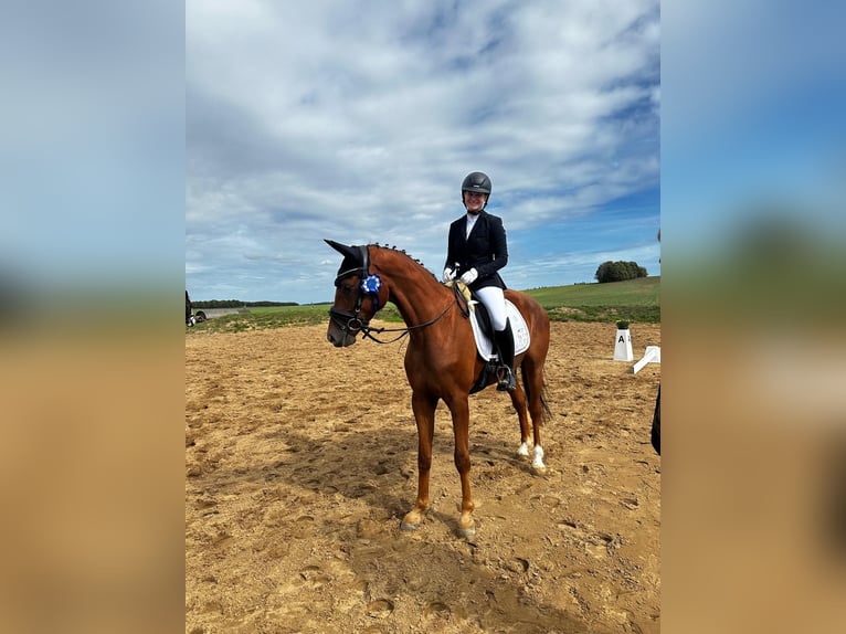 Deutsches Sportpferd Wallach 4 Jahre 167 cm Fuchs in Dippoldiswalde