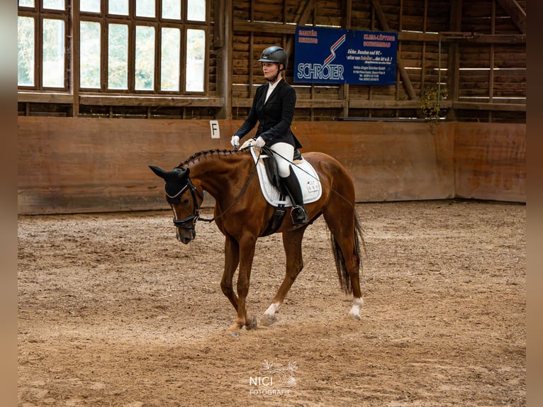Deutsches Sportpferd Wallach 4 Jahre 167 cm Fuchs in Dippoldiswalde