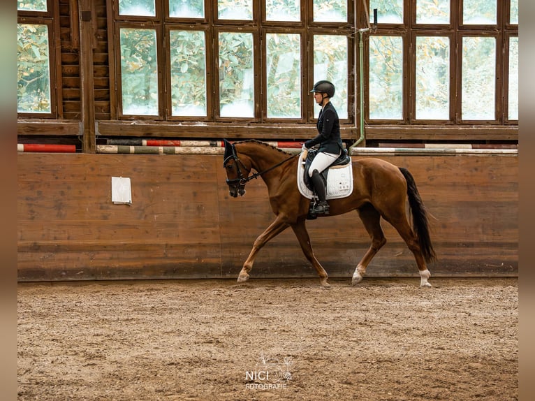 Deutsches Sportpferd Wallach 4 Jahre 167 cm Fuchs in Dippoldiswalde