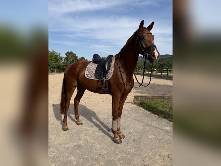 Deutsches Sportpferd Wallach 4 Jahre 167 cm Fuchs in Hahausen
