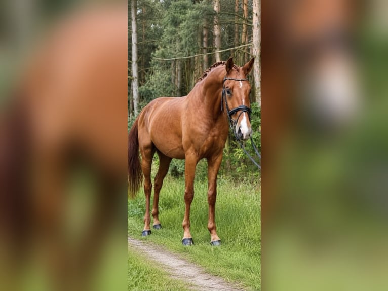 Deutsches Sportpferd Wallach 4 Jahre 167 cm Fuchs in Hahausen