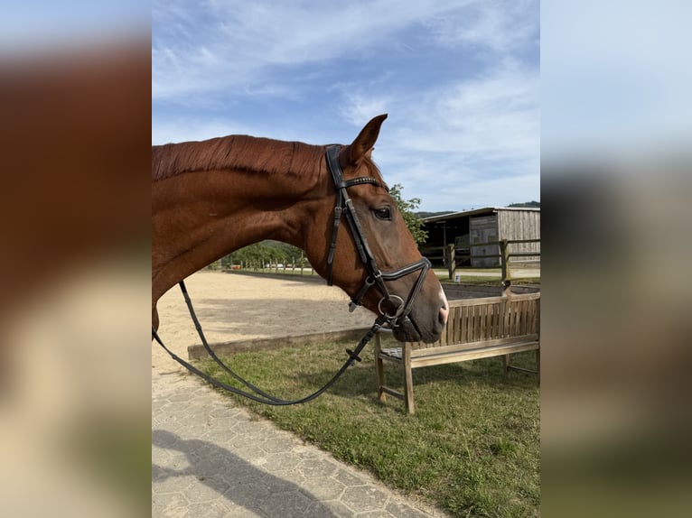 Deutsches Sportpferd Wallach 4 Jahre 167 cm Fuchs in Hahausen