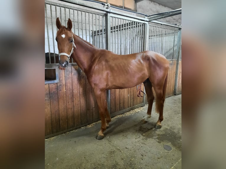 Deutsches Sportpferd Wallach 4 Jahre 167 cm Fuchs in Ilmtal-Weinstra&#xDF;e