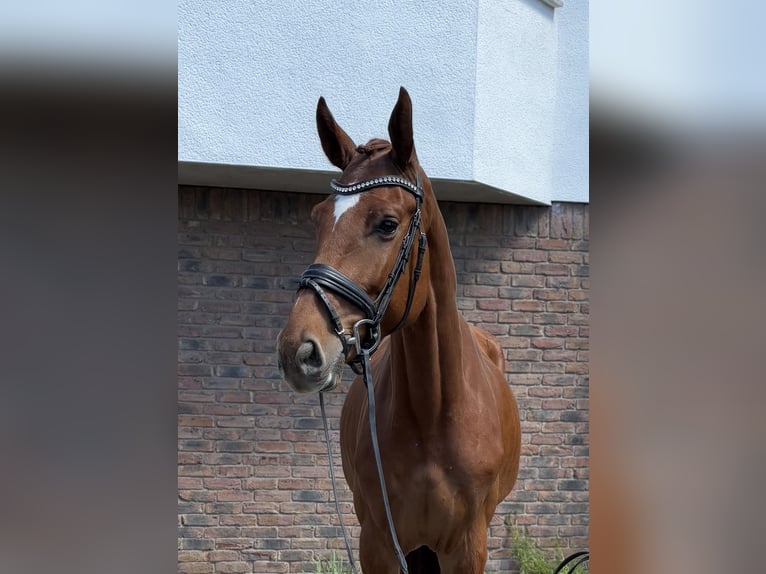 Deutsches Sportpferd Wallach 4 Jahre 167 cm Fuchs in Niederkassel
