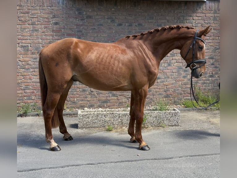Deutsches Sportpferd Wallach 4 Jahre 167 cm Fuchs in Niederkassel