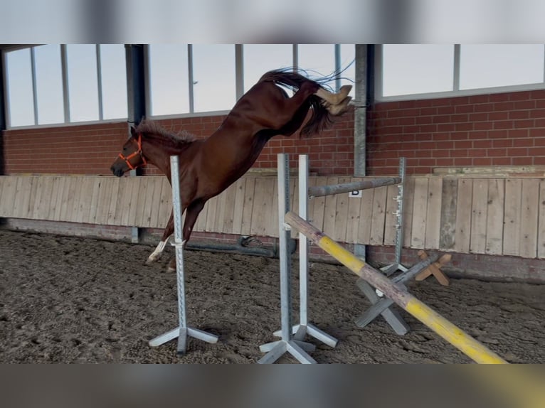 Deutsches Sportpferd Wallach 4 Jahre 167 cm Fuchs in Porta Westfalica