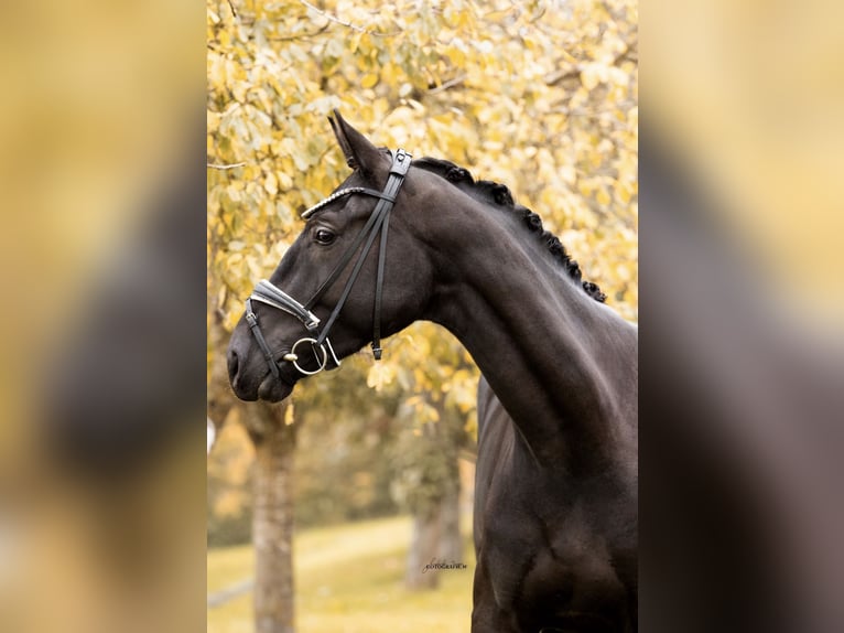 Deutsches Sportpferd Wallach 4 Jahre 167 cm Rappe in Lehrberg