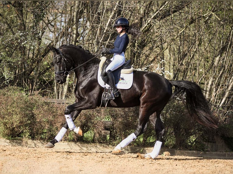 Deutsches Sportpferd Wallach 4 Jahre 167 cm Rappe in Riedstadt