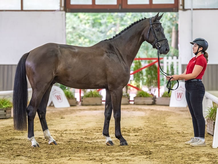Deutsches Sportpferd Wallach 4 Jahre 167 cm Rappe in Mnster-Handorf