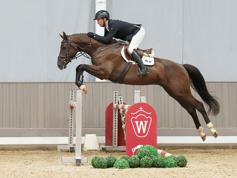 Deutsches Sportpferd Wallach 4 Jahre 167 cm Rappe in Mnster-Handorf