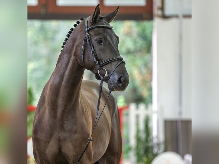 Deutsches Sportpferd Wallach 4 Jahre 167 cm Rappe in Mnster-Handorf