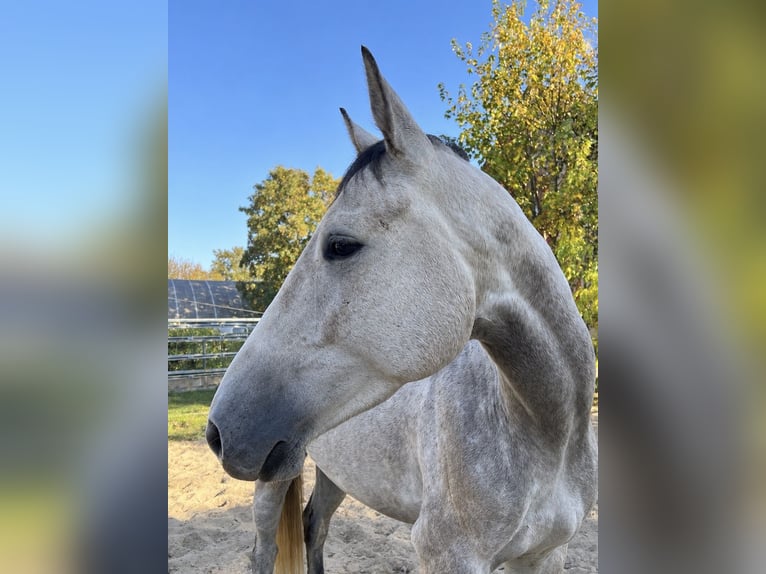 Deutsches Sportpferd Wallach 4 Jahre 167 cm Schimmel in Eilenburg