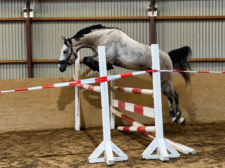 Deutsches Sportpferd Wallach 4 Jahre 167 cm Schimmel in Eilenburg