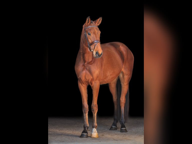 Deutsches Sportpferd Wallach 4 Jahre 168 cm Brauner in Bodenkirchen