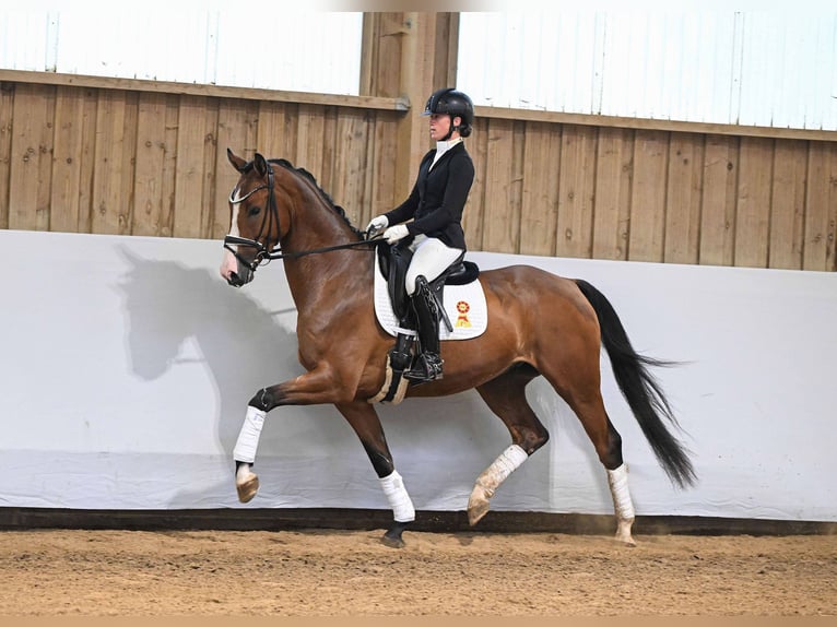 Deutsches Sportpferd Wallach 4 Jahre 168 cm Brauner in Gomadingen