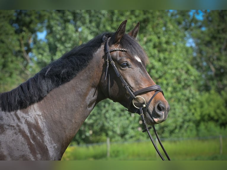 Deutsches Sportpferd Wallach 4 Jahre 168 cm Brauner in Rhinow