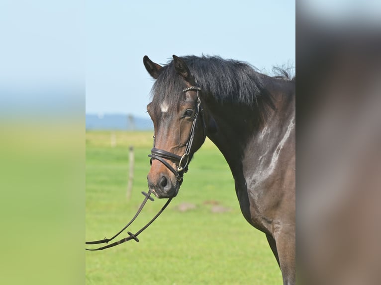 Deutsches Sportpferd Wallach 4 Jahre 168 cm Brauner in Rhinow