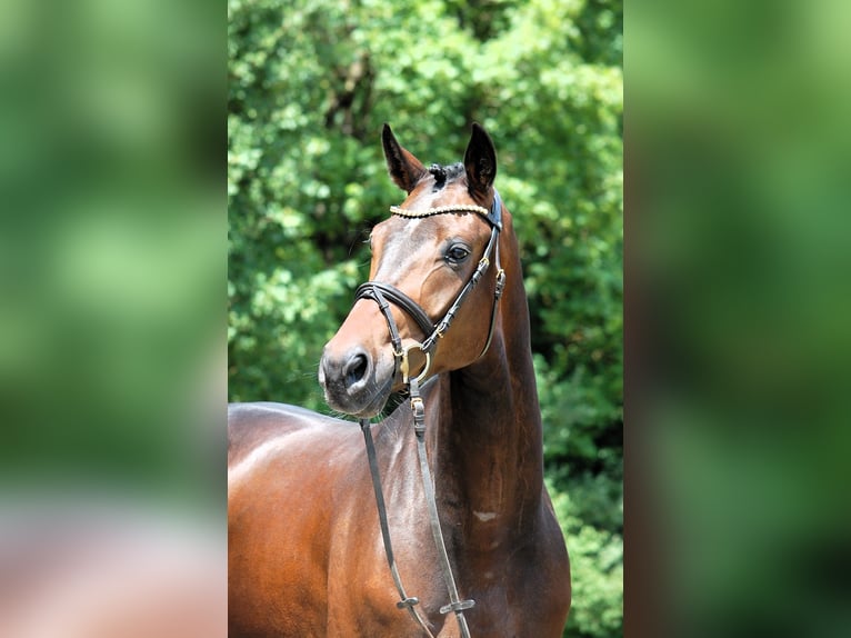 Deutsches Sportpferd Wallach 4 Jahre 168 cm Brauner in Lonsee