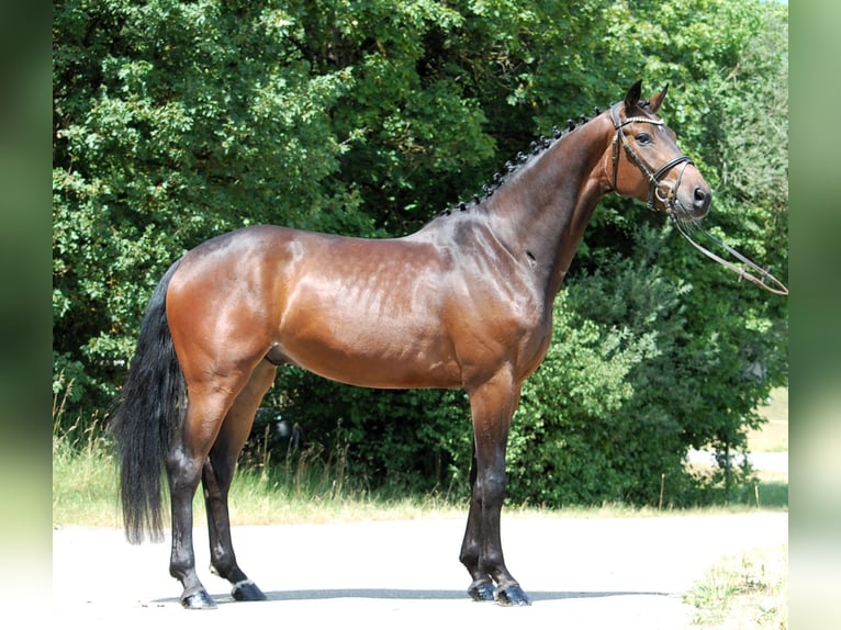 Deutsches Sportpferd Wallach 4 Jahre 168 cm Brauner in Lonsee