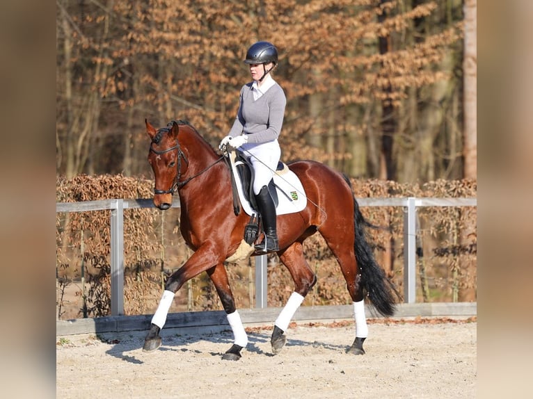 Deutsches Sportpferd Wallach 4 Jahre 168 cm Brauner in Moritzburg