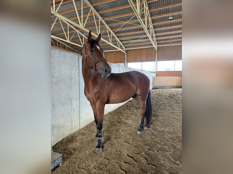 Deutsches Sportpferd Wallach 4 Jahre 168 cm Brauner in Hohenstein