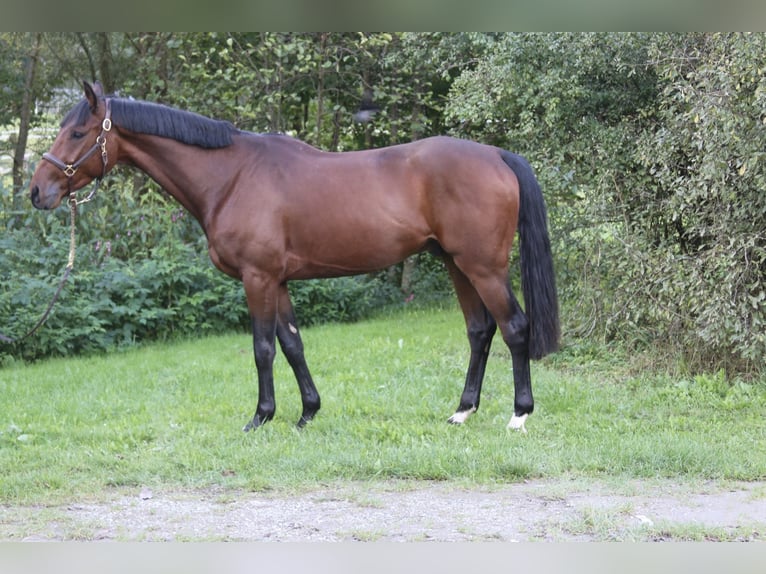 Deutsches Sportpferd Wallach 4 Jahre 168 cm Brauner in Erharting