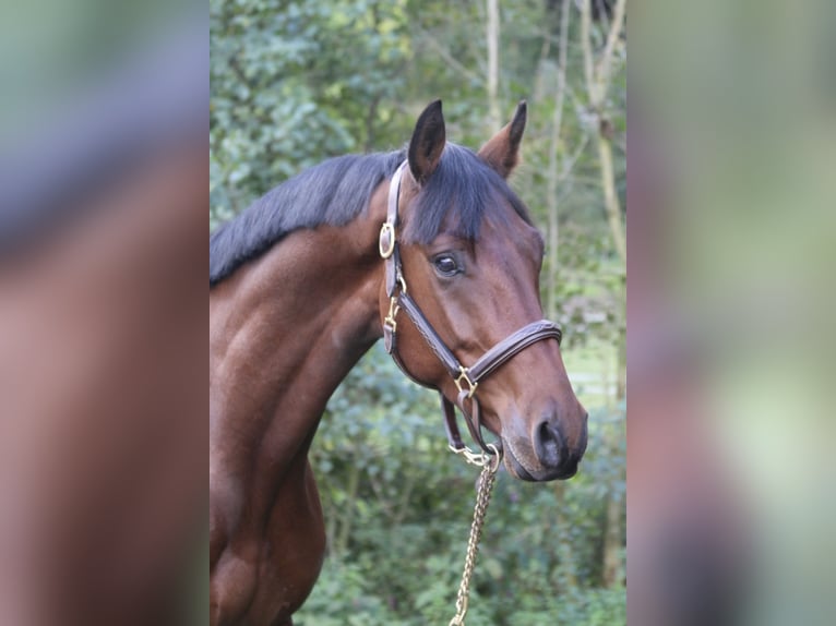 Deutsches Sportpferd Wallach 4 Jahre 168 cm Brauner in Erharting