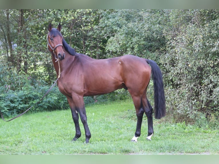 Deutsches Sportpferd Wallach 4 Jahre 168 cm Brauner in Erharting