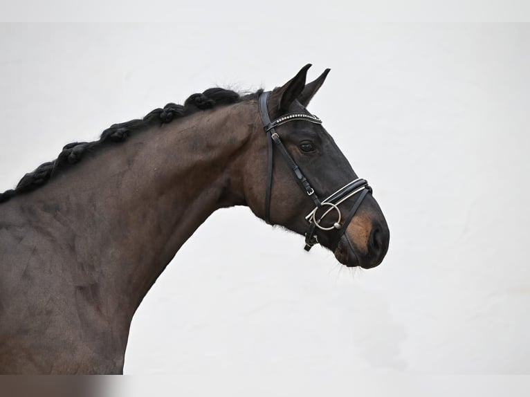 Deutsches Sportpferd Wallach 4 Jahre 168 cm Dunkelbrauner in Tauberrettersheim