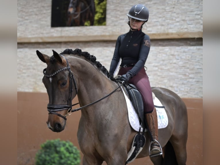 Deutsches Sportpferd Wallach 4 Jahre 168 cm Dunkelbrauner in Wehringen