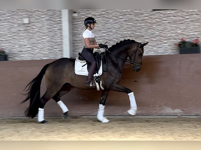 Deutsches Sportpferd Wallach 4 Jahre 168 cm Dunkelbrauner in Wehringen