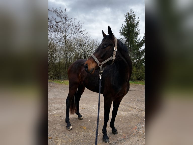 Deutsches Sportpferd Wallach 4 Jahre 168 cm Dunkelbrauner in Thaleischweiler-Fröschen