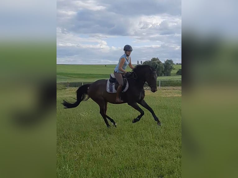 Deutsches Sportpferd Wallach 4 Jahre 168 cm Dunkelbrauner in Ilmtal-Weinstraße