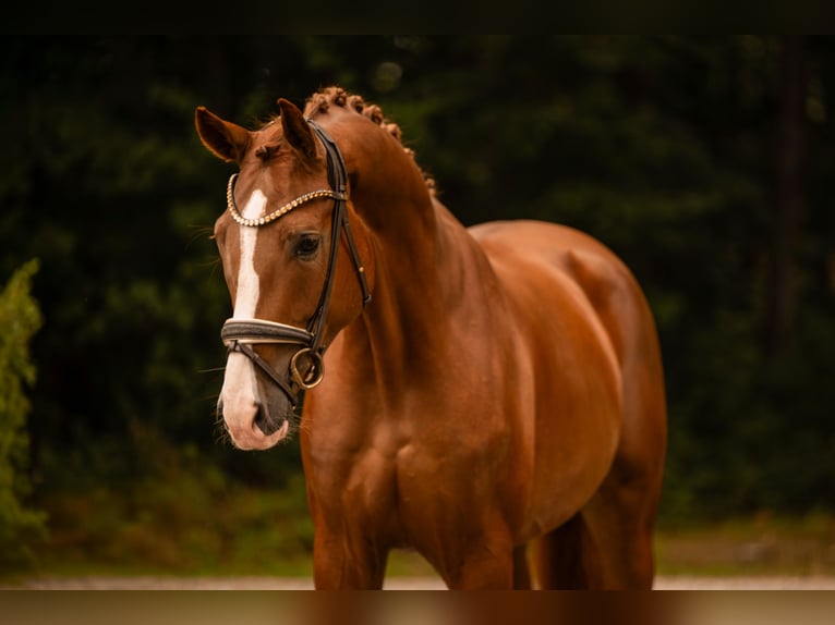 Deutsches Sportpferd Wallach 4 Jahre 168 cm Dunkelfuchs in Wehringen