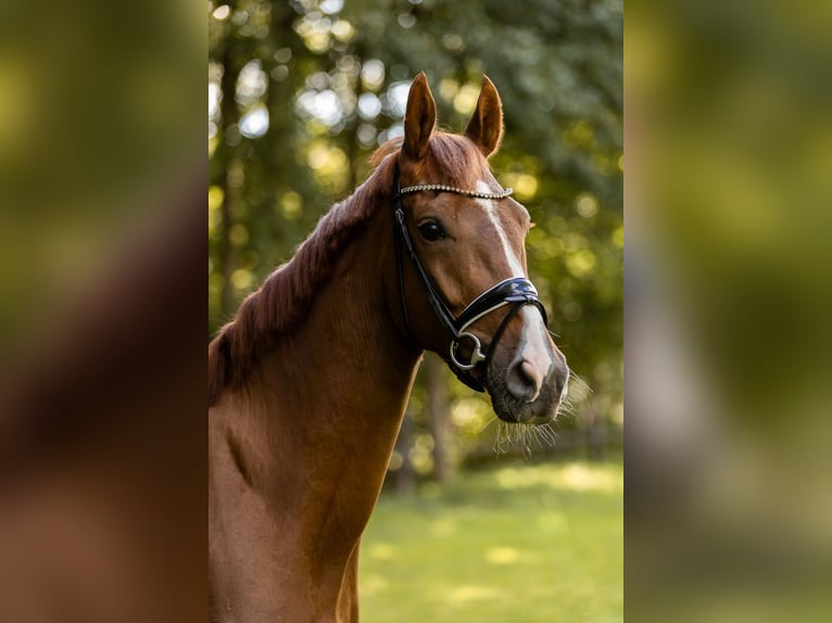 Deutsches Sportpferd Wallach 4 Jahre 168 cm Dunkelfuchs in Priestewitz