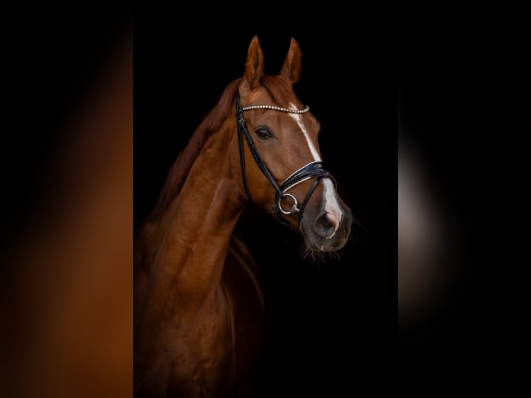 Deutsches Sportpferd Wallach 4 Jahre 168 cm Dunkelfuchs in Priestewitz
