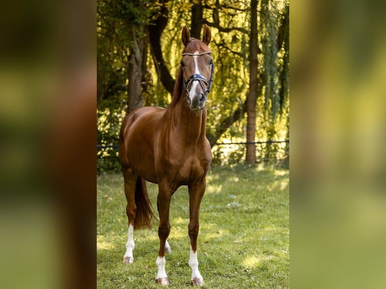 Deutsches Sportpferd Wallach 4 Jahre 168 cm Dunkelfuchs in Priestewitz