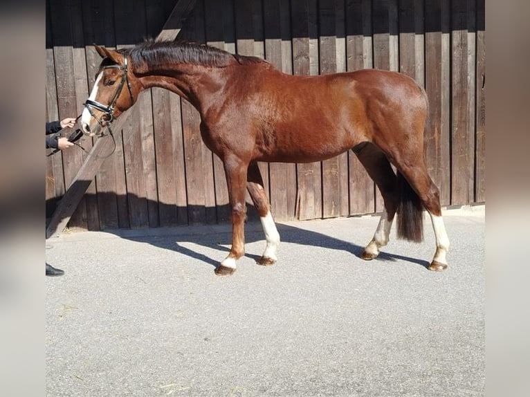 Deutsches Sportpferd Wallach 4 Jahre 168 cm Dunkelfuchs in Kirchenlamitz