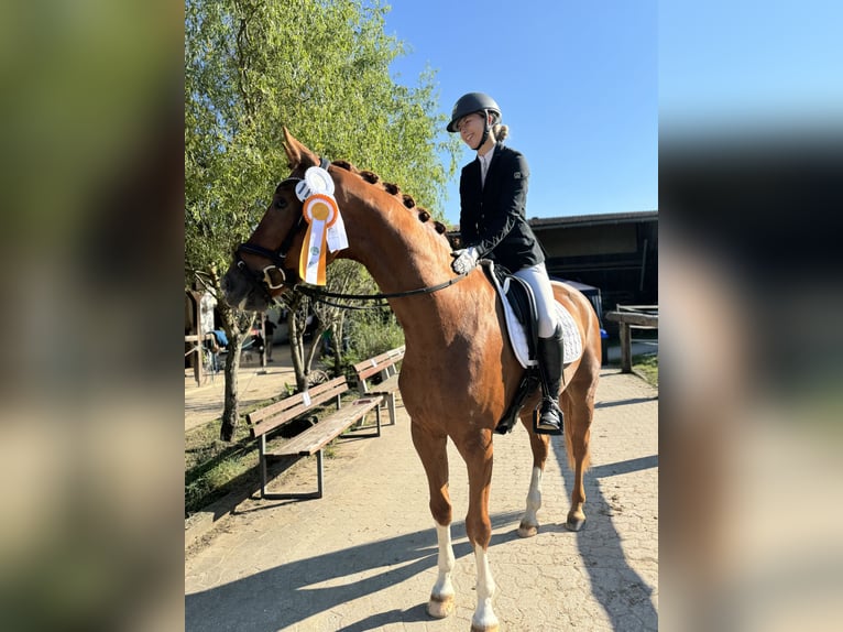 Deutsches Sportpferd Wallach 4 Jahre 168 cm Fuchs in Kirchenthumbach