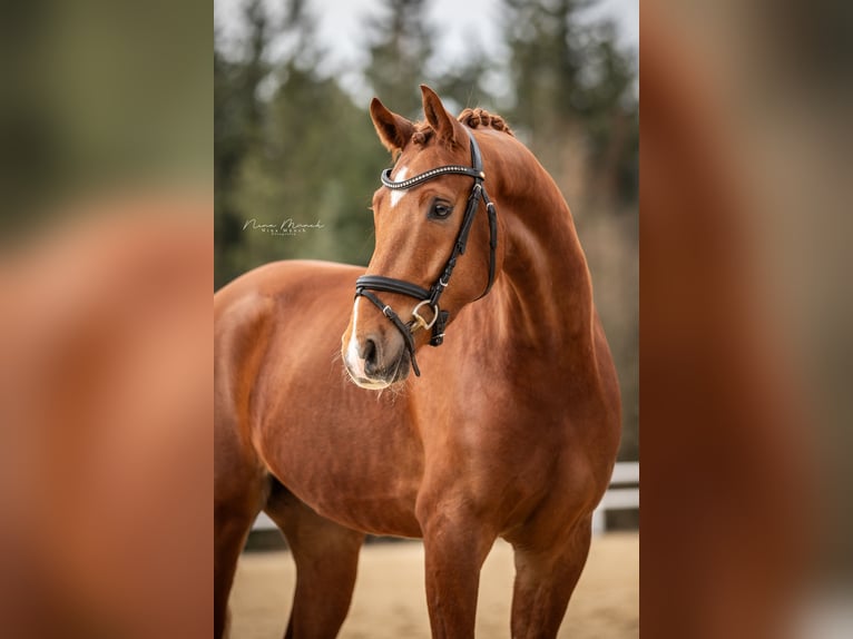 Deutsches Sportpferd Wallach 4 Jahre 168 cm Fuchs in Kirchenthumbach